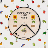 Learning Wheels - Sunflower Life Cycle
